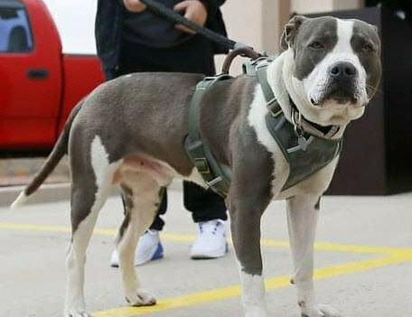 출처: https://www.kxan.com/news/texas/texas-dog-receives-award-after-saving-his-owners-life/