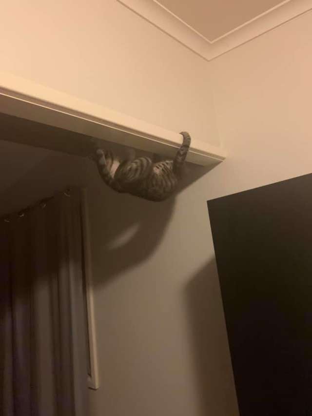 출처: https://www.thedodo.com/close-to-home/cat-loves-climbing-on-ceiling