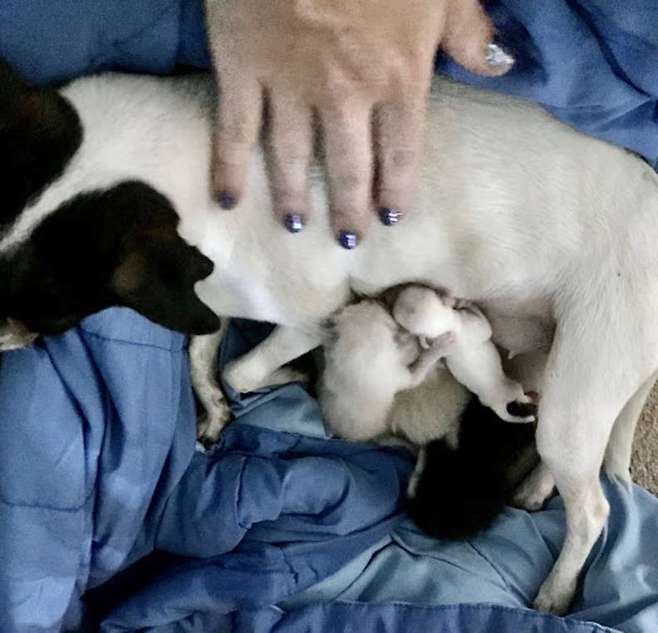 출처: https://www.thedodo.com/close-to-home/dog-mom-raises-newborn-kittens