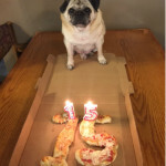 출처: https://3milliondogs.com/dogbook/this-pug-celebrated-his-15th-birthday-even-after-doctors-said-he-wouldnt-live-more-than-2-weeks/