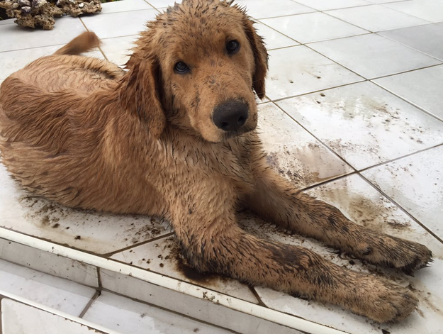출처: https://3milliondogs.com/3-million-dogs/wasnt-me-20-adorable-puppies-covered-in-mud/