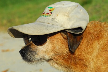 출처: https://3milliondogs.com/dogbook/5-tips-to-keep-your-active-outdoor-dog-safe-this-summer/