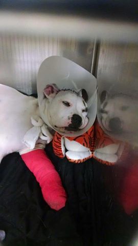 출처: https://3milliondogs.com/3-million-dogs/update-sammie-and-simon-continue-to-comfort-one-another-while-healing/