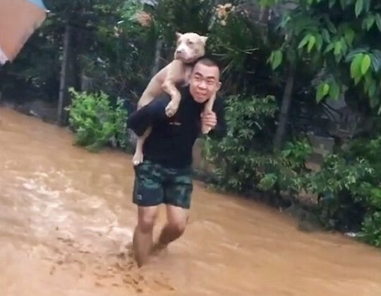 출처: https://metro.co.uk/2020/08/03/thai-soldier-saves-dog-flood-13076789/