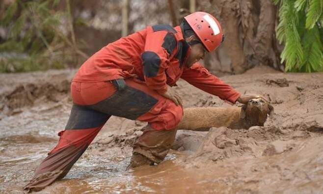 출처: https://3milliondogs.com/dogbook/amazing-photos-show-rescue-of-dog-buried-alive-in-brazilian-mudslides/
