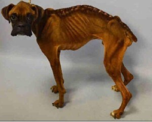 출처: https://3milliondogs.com/3-million-dogs/emaciated-boxer-found-curled-up-in-park-fighting-for-life-see-the-dogs-amazing-recovery/