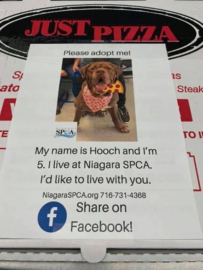 출처: https://newslagoon.com/pizza-restaurant-puts-dog-pictures-on-their-boxes-to-help-them-get-adopted/272444/