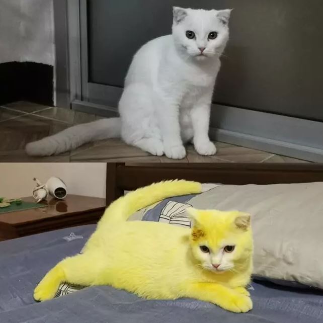 출처: https://www.ladbible.com/community/animals-woman-accidentally-dyes-cat-yellow-after-applying-turmeric-treatment-20200824