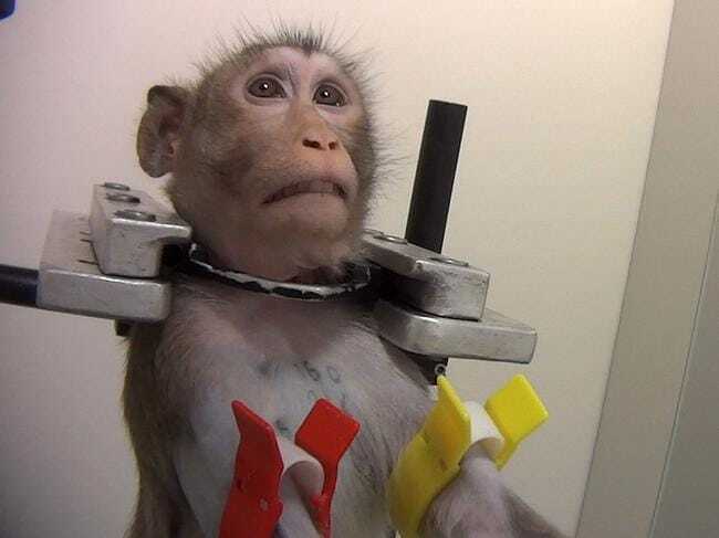 출처: https://www.news.com.au/technology/science/animals/horror-testing-lab-where-monkeys-screamed-in-pain-during-barbaric-tests-allowed-to-stay-open/news-story/7bed4ff5e87ef288a21956b7184858e8