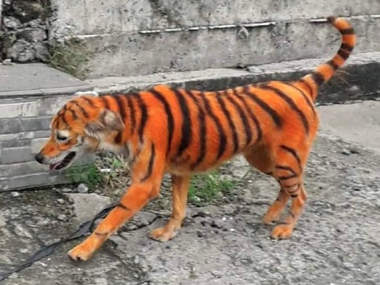 출처: https://metro.co.uk/2020/08/31/anger-stray-dog-painted-orange-black-to-look-like-tiger-13203136/