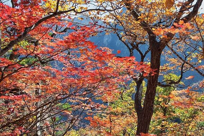 출처: 설악산 가을풍경