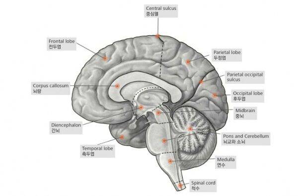 출처: 중앙치매센터