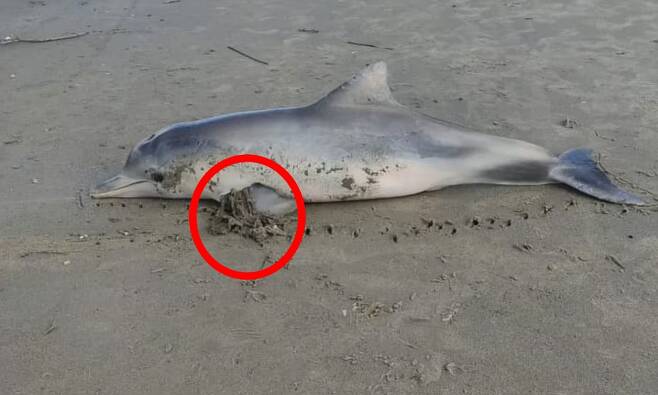 브라질 해안에서 기아나돌고래를 발견했을 당시의 모습