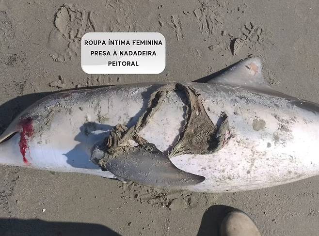 브라질 해안에서 기아나돌고래를 발견했을 당시의 모습