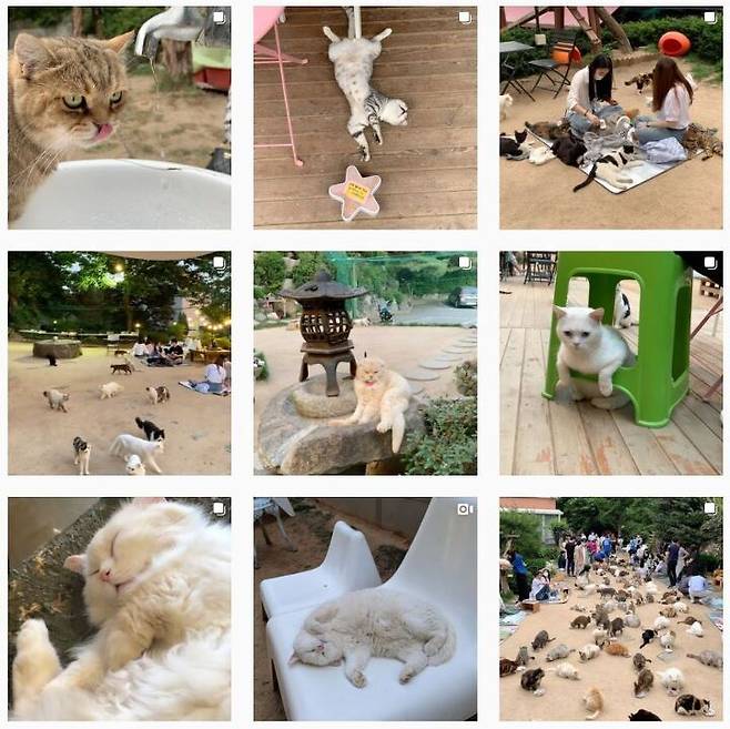 출처: 고양이정원 인스타그램