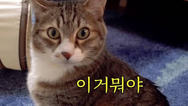 출처: 유튜브 '햄튜브' 채널