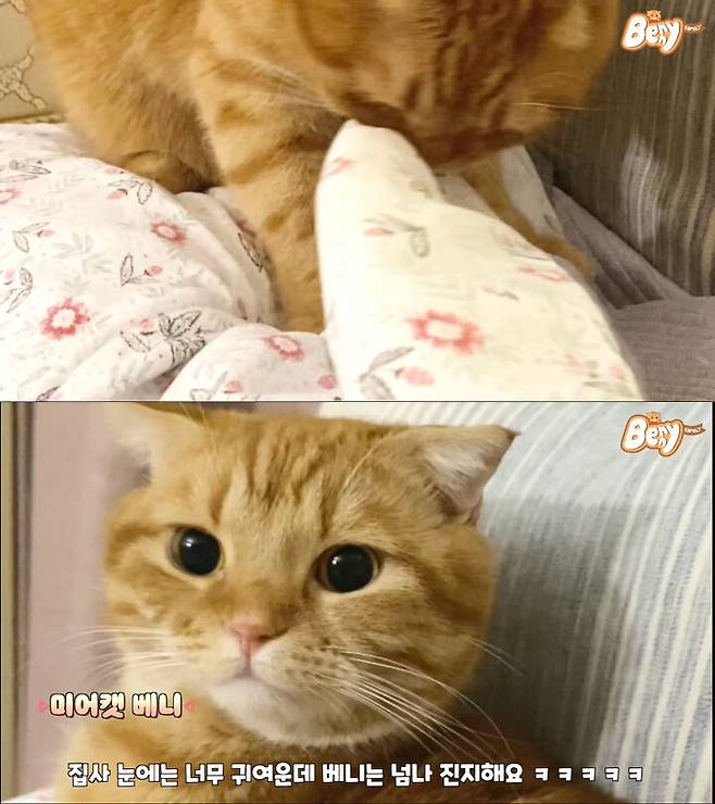 출처: 유튜브 베니패밀리 채널