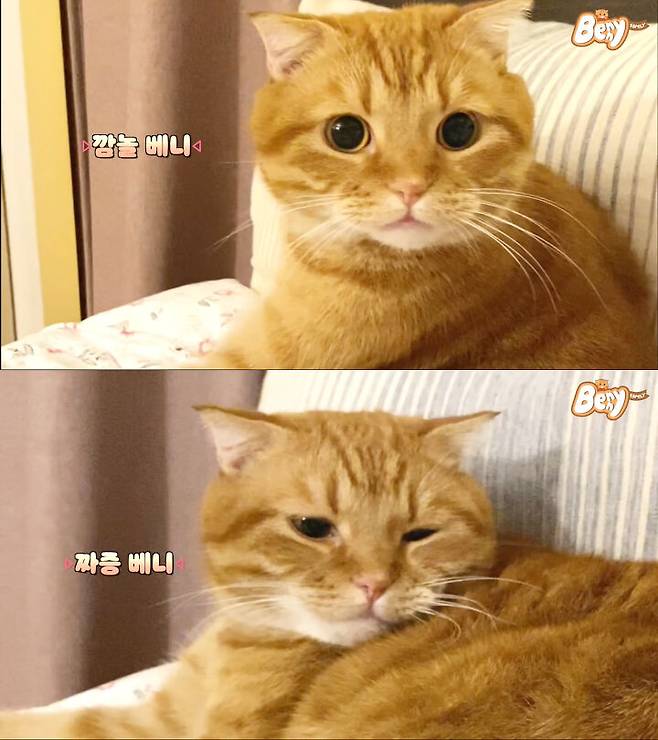 출처: 유튜브 베니패밀리 채널