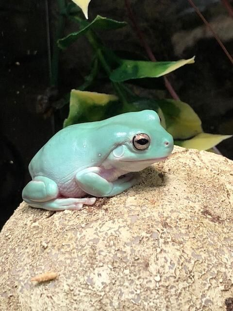 호주, 뉴기니 등에서 서식하는 청개구리종 ‘화이트 트리 프록(White tree frog)’