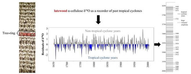 파란색이 태풍의 영향이 강했던 해인데, 18산소동위원소비율이 음의 값을 보이고 있음. 오른쪽 실선은 태풍이 있었던 해, 점선은 화산폭발이 있었던 해인데 폭발 직후 1~2년은 태풍이 강하지 않음을 알 수 있음