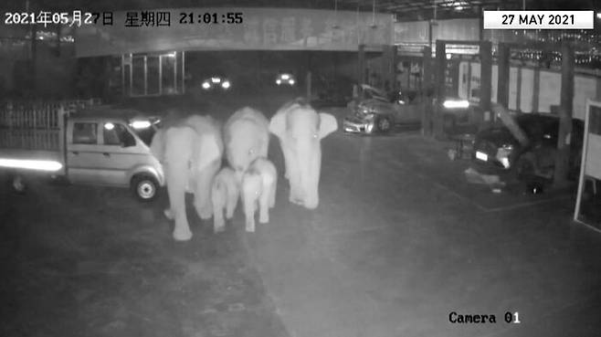 코끼리 떼가 자동차정비소 앞을 지나고 있다