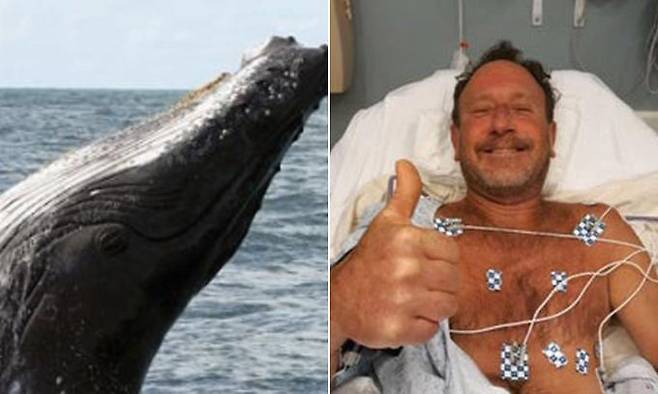 혹등고래 (왼쪽), 고래 입 속에서 살아 돌아온 미국의 50대 어부 마이클 패커드가 병원에서 치료를 받는 모습. EPA연합뉴스, 트위터 게시물 캡처