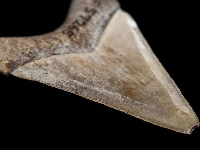 메갈로돈의 실제 이빨 화석.(사진=크리스틴 그레이스/플로리다 자연사박물관)