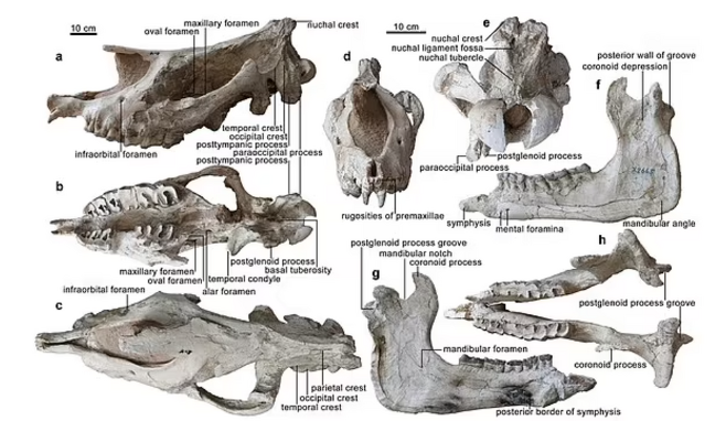 지구 역사상 가장 큰 지상 포유류인 고대 코뿔소의 새로운 종 ‘P.린샤엔세(linxiaense)’ 화석이 중국에서 발굴됐다.