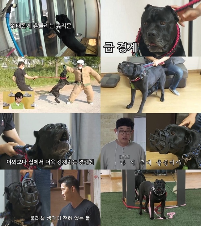 The story of Cane Corso, which nervously nervous everyone from the appearance of Gae-ryung, is drawn.Lee Kyung-kyu, Jang Doyeon, and Kang Hyung-wook  trainers meet Lee Kyung-kyus hometown Busan at KBS 2TV Dogs Are Incredible broadcasted at 10:40 pm on June 21.The breed of the moon is Cane Corso, which means the Italian cane dog, and the Latin Corso means to defend it.It has a charismatic muscular physical and a fierce loyalty that only Guardian knows, and it is known as a breed that Italian mafia specializes in guard dogs and raises to guard.To lower the vigilance of the moon, which is extremely excited to strangers, the Guardian blocks the view of the moon with the dark curtains and raises the moon on the veranda behind the curtain.Guardian, who said, I want to live together in the living room away from the veranda, is saddened by those who reported the incident of a mothers 70 needles from the moon.Especially, it is impossible to shoot because of the moon that can not hide the excitement when watching the crews who want to install the camera before shooting, and it is caused by the situation that the moon rushes toward the production team without the pre-symptom in the wariness test during walking.Later, the disciples visit to see the moons reaction to the strange Lee Kyung-kyu and Jang Doyeon, and the moon is constantly alerted and growled as the disciples approach the Guardian.Lee Kyung-kyu jokes that he is from this neighborhood to reduce the vigilance of the moon, but laughs because it only counterproducts.Kang Hyung-wook , a trainee at the moon, continues to be excited and wary, I turn into a wary mode in the mind that I have to protect the Guardian.The Guardian should give the perception that it is not a target to protect. After meeting the moon, Kang Hyung-wook  trainer decided that it is difficult to train in a narrow family, and moved to the place and started full-scale training.Attention is focused on whether the moon will not be excited by the border instincts in the training that follows the Kang Hyung-wook  trainer and the moons sudden confrontation, and whether the moon like the escort warrior and the Guardian will find a way to live peacefully together in the city.(Photo Provision = KBS