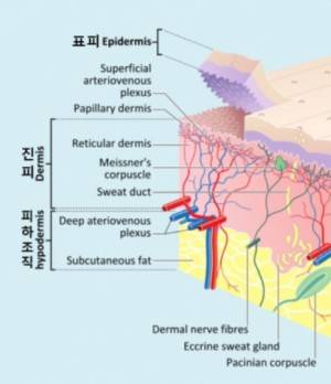 피부는 표피(epidermis)와 진피(dermis), 피하조직(hypodermis)으로 이뤄져 있다. 표피만 손상되면 깨끗하게 낫지만 진피까지 다치면 회복 과정에서 흉터가 남는다. 위키피디아 제공
