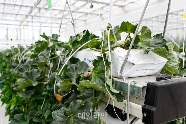농촌진흥청 연구진이 개발한 내림방식 재배법. 공중에 있는 배지에 인공토양에서 참외를 심은 후 줄기를 밑으로 내려 재배하는 방식이다. ⓒ배군득 기자