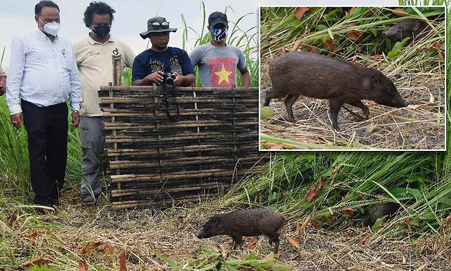 6마리가 142마리로…‘가장 작은 야생 돼지’ 살리기 위한 25년의 노력