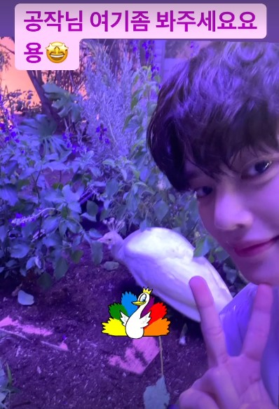 On the afternoon of the 3rd, Song Kang posted a picture on his SNS with an article entitled Peaowl, please look here.Song Kang in the public photo is taking a picture with Peafowl.Song Kang, who smiles at the camera and draws a V, and Peafowls cool reaction to the open reaction leads to a funny reaction.So Song Kang placed a Peafowl sticker staring at the front in the picture and caused a laugh.Meanwhile, Song Kang is currently appearing in the JTBC drama I know,.