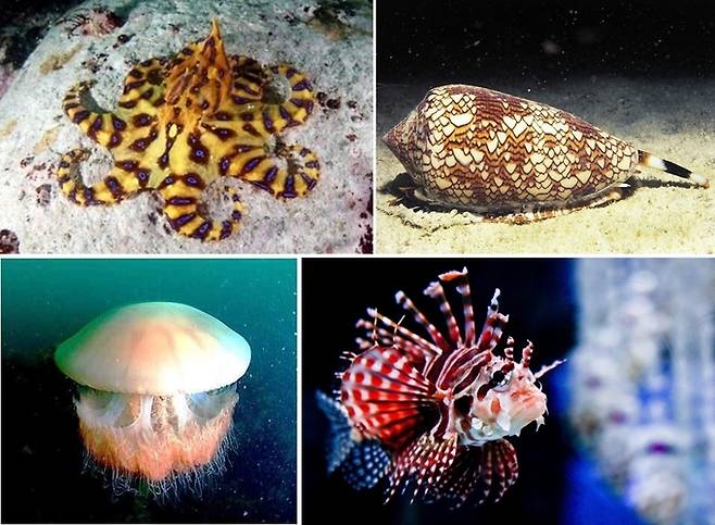 (왼쪽 위부터 시계방향으로)맹독성 바다생물인 파란고리문어, 청자고둥, 쏠배감펭, 노무라입깃해파리 등. 연합