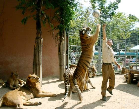 대전 오월드 맹수 사육사인 문진호 씨가 과거 호랑이와 함께 공놀이를 하던 모습. 문진호 사육사 제공