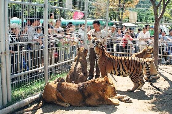 대전 오월드 맹수 사육사인 문진호 씨가 과거 호랑이에게 먹이를 주는 모습. 문진호 사육사 제공