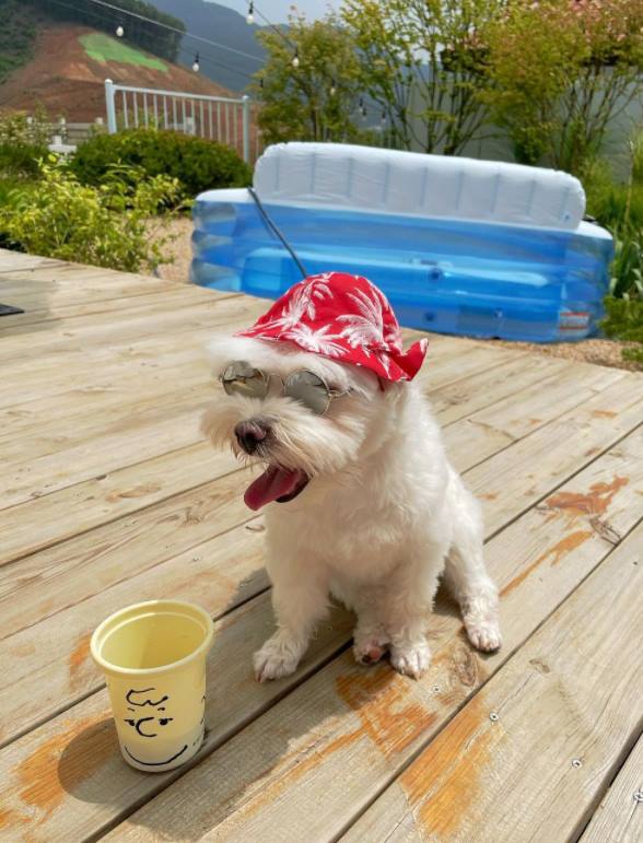 Ivy posted a short article and video called house-cance on his Instagram on the 13th.In the public image, Ivy is enjoying the water by making a swimming pool in a power house located at Yangpyeong station.The petty figure of the dog also attracts attention.On the other hand, Ivy appeared on TVN On and Off last year and said that he is living in two houses between Seoul and Yangpyeong station.Photo = Ivy Instagram
