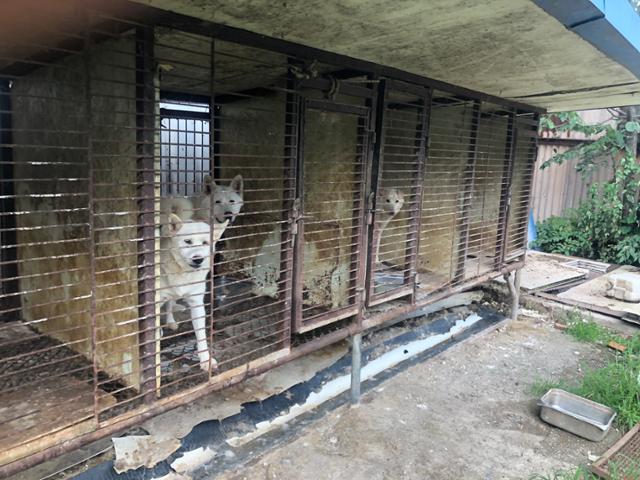 경기 김포시 개 도살장 옆 뜬장에서 길러지던 개들이 철창 밖을 바라보고 있다. 이 개들은 결국 구조되지 못했다. 동물구조119 제공