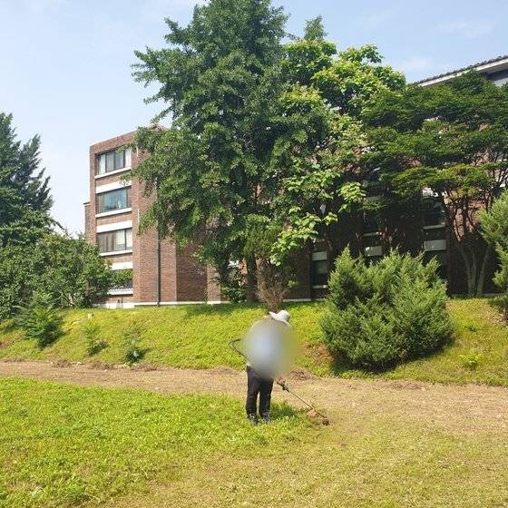 지난달 19일 배 모 팀장이 기숙사 925동 옆 공터에서 제초작업을 하는 모습. 청소 미화원 E씨는 지난 14일 중앙일보와의 통화에서 “우리 제초작업 부담을 덜어주려고 본인이 땀 뻘뻘 흘리면서 그 넓은 땅에서 혼자 깎았는데 이런게 어떻게 갑질이냐”고 말한 바 있다. 배 팀장 제공