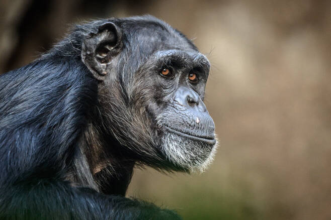 야생의 침팬지(자료사진) 무리가 고릴라 무리를 공격하고 죽은 사체를 먹는 모습이 포착됐다. 전문가들은 기후변화로 인한 먹이 부족으로 경쟁이 심화되면서 발생한 현상으로 해석하고 있다. 123rf.com