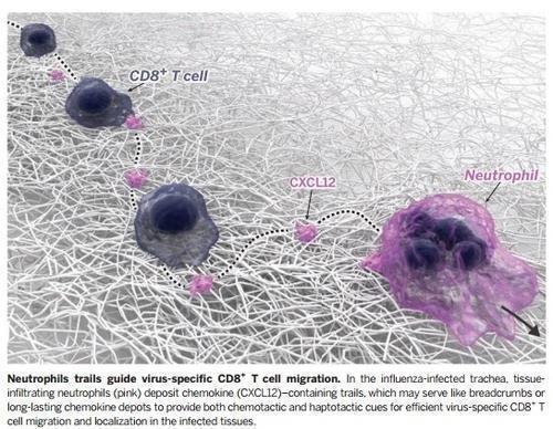 호중성 백혈구의 유도를 따라가는 '바이러스 특이' CD8+ T세포   [저널 '사이언스' 제공 / 재판매 및 DB 금지]