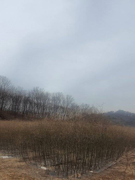 한국토지주택공사(LH) 직원들의 땅 투기 의혹 당시 문제가 됐던 LH 간부 K씨 소유의 시흥ㆍ광명 땅. 왕버드나무가 촘촘하게 심어져 있다. 함종선 기자.