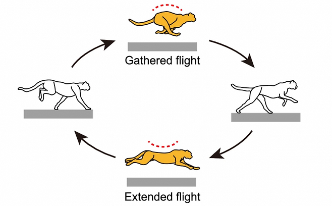 일본 나고야공대 연구진은 치타가 척추를 구부렸다가(위) 다시 펴는(아래) 두 가지 유형의 동작을 통해 빠른 속도로 달린다는 연구 결과를 발표했다. 사이언티픽 리포트 제공