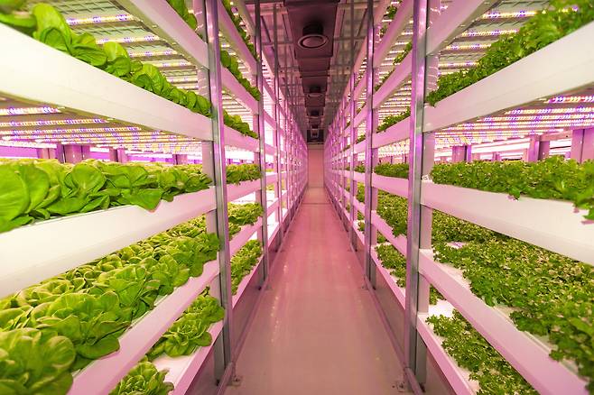 플랜티팜이 운영하는 스마트팜 식물공장 (콜마비엔에이치 제공) © 뉴스1 DB