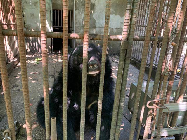 강원 화천군 사육곰 농장 속 곰들은 내년 보호시설로 갈 희망이 생겼지만 여전히 27개 농가에서 웅담 채취용 397마리, 불법 증식된 전시관람용 23마리가 열악한 환경에서 사육되고 있다. 화천=고은경 기자