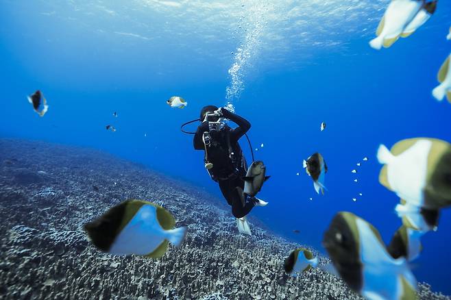 세계적으로 최고 다이빙 명소로 꼽히는 마리아나 제도. (마리아나관광청) (사진은 기사 내용과 무관함) / 뉴스1 © News1
