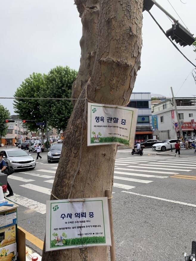 서울 서대문구 응암로의 스타벅스 드라이브스루 매장 공사 현장 앞에 3층 높이 플라타너스 세 그루가 고사해 있다. 죽은 나무 위에 ‘수사 의뢰 중’이라는 표지가 붙어 있다.