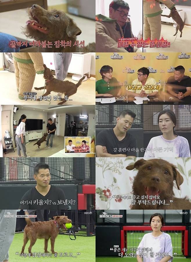 KBS 2TV Dogs Are Incredible (hereinafter referred to as Gaeul-ryung) broadcasted on the 16th, followed by the last broadcast, and singer Sung Jin-woo and gag woman Kwon Jin-young appeared as a student, and met a troubled dog Barley who showed a strange barking sound and severe aggression.On this day, Barley, a dog who is worried about practical learning, showed endless obsession with the target set once, revealing indiscriminate attacks toward the dog dog, and also nervous those who show endless barking and mouthing toward the outsider.For Barley, who has a habit of never letting go once biting, Guardian was dragged helplessly in the house or walking and showed an inability to control.Guardian said, I would like to ask Barley to be loved by people and to be able to live happily together so that they do not get hurt.Regulator Lee Kyung-kyu expressed his enthusiasm to check the condition of the dog after wearing a huge weight of protective clothing despite the heat wave.In particular, he predicted Barleys behavior and set up a training direction, saying, When I enter the house, I will run Barley into my arm and tie him to the post, and I will see the condition. He responded calmly to Barleys behavior as expected.Lee Kyung-kyu did his best to the end by looking at his physical strength and dog condition.Kang Hyung-wook  praised Lee Kyung-kyus sweaty passionate appearance, saying, I am proud and I can really train.Kang Hyung-wook , who later started Barleys training, said after grasping his temperament with a tug-play, I do not see any aggression.The desire to play a dog that has not played properly was seen as aggressive. Kang Hyung-wook , who moved to a wider place for full-scale training, encouraged Barley to put things on his own with a play that fits Barleys eye level from ball play to disk play, and Barleys appearance of running around with a happy expression made viewers smile.Barley, who follows well than worry in the following walking training, was revealed, and Kang Hyung-wook  said, It is important to familiarize the surrounding environment.Also, Kang Hyung-wook  trainer said, I am worried whether the Guardian will be able to raise Barley.I had hope for another Guardian in the past, but I had an accident that caused me to euthanasia. Kang Hyung-wook , a trainee, said: Barley is a decent dog.If you have the will of the Guardian, you can live happily together. In the Guardians training under the guidance of Kang Hyung-wook  trainers, Guardian actively began to play with Barley, and Barley also gradually adapted to the Guardian, who was training with a strong will, making viewers feel relieved.I did not know how to raise it, but I learned a lot today, said Guardian, who learned about Barleys direct problem.I will do my best to raise it as a better dog. 