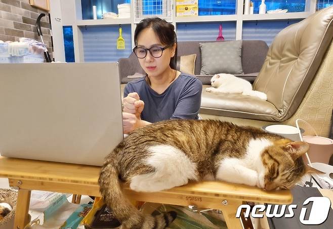 유주연 나비야 사랑해 대표가 27일 초보 캣맘들을 대상으로 비대면 온라인 강의를 하고 있다. © 뉴스1 최서윤 기자