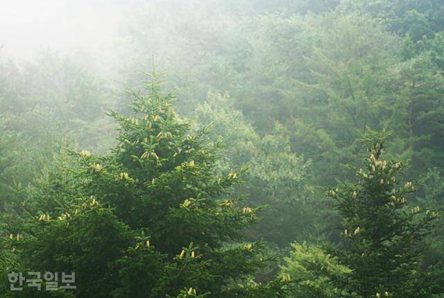 미동산수목원의 전나무 가로수길. 원뿔형 열매가 주렁주렁 달렸다.